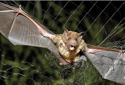 No Brasil, o morcego é o principal responsável pela manutenção da cadeia silvestre