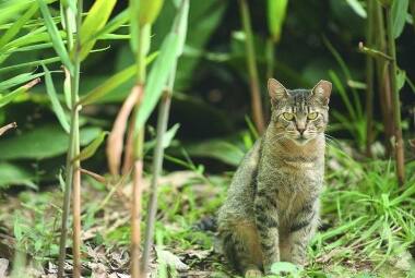 gato