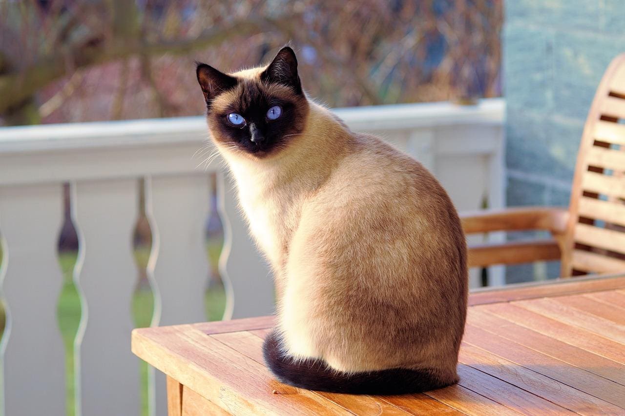 gatos