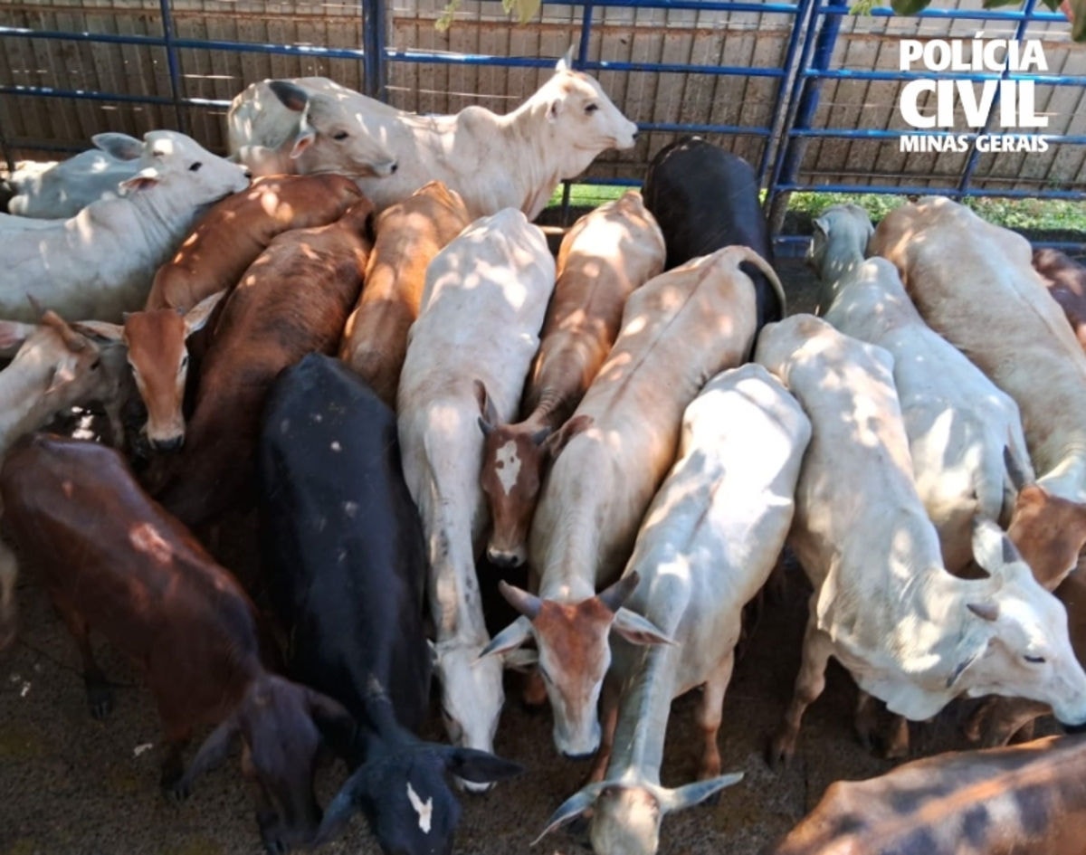 Parte das novilhas furtadas foram recuperadas pela PCMG 