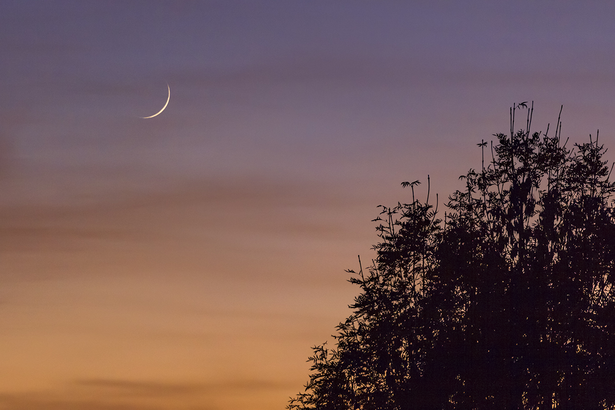 A low angle shot of the beautiful moon in the colorful sky over the trees