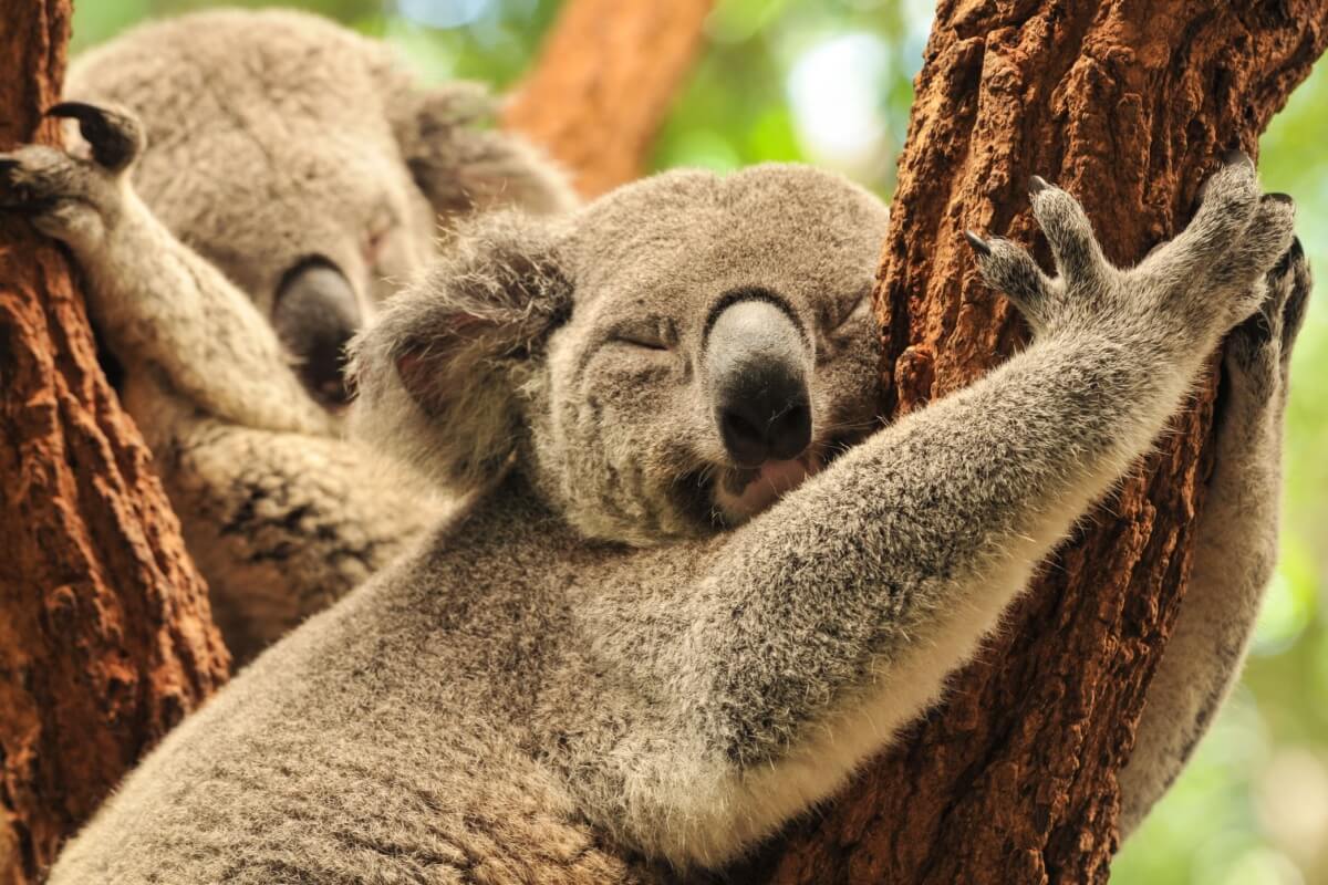 Além da fofura, os coalas têm características peculiares impressionantes