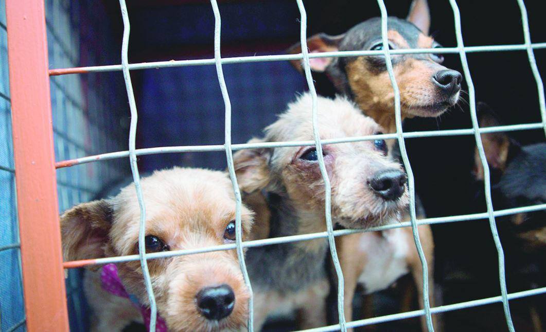 animais cães cachorros