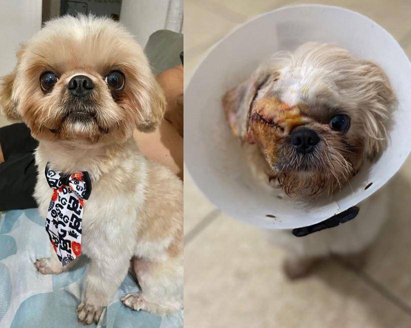 Beethoven é um shih-tzu de dois anos e seis meses
