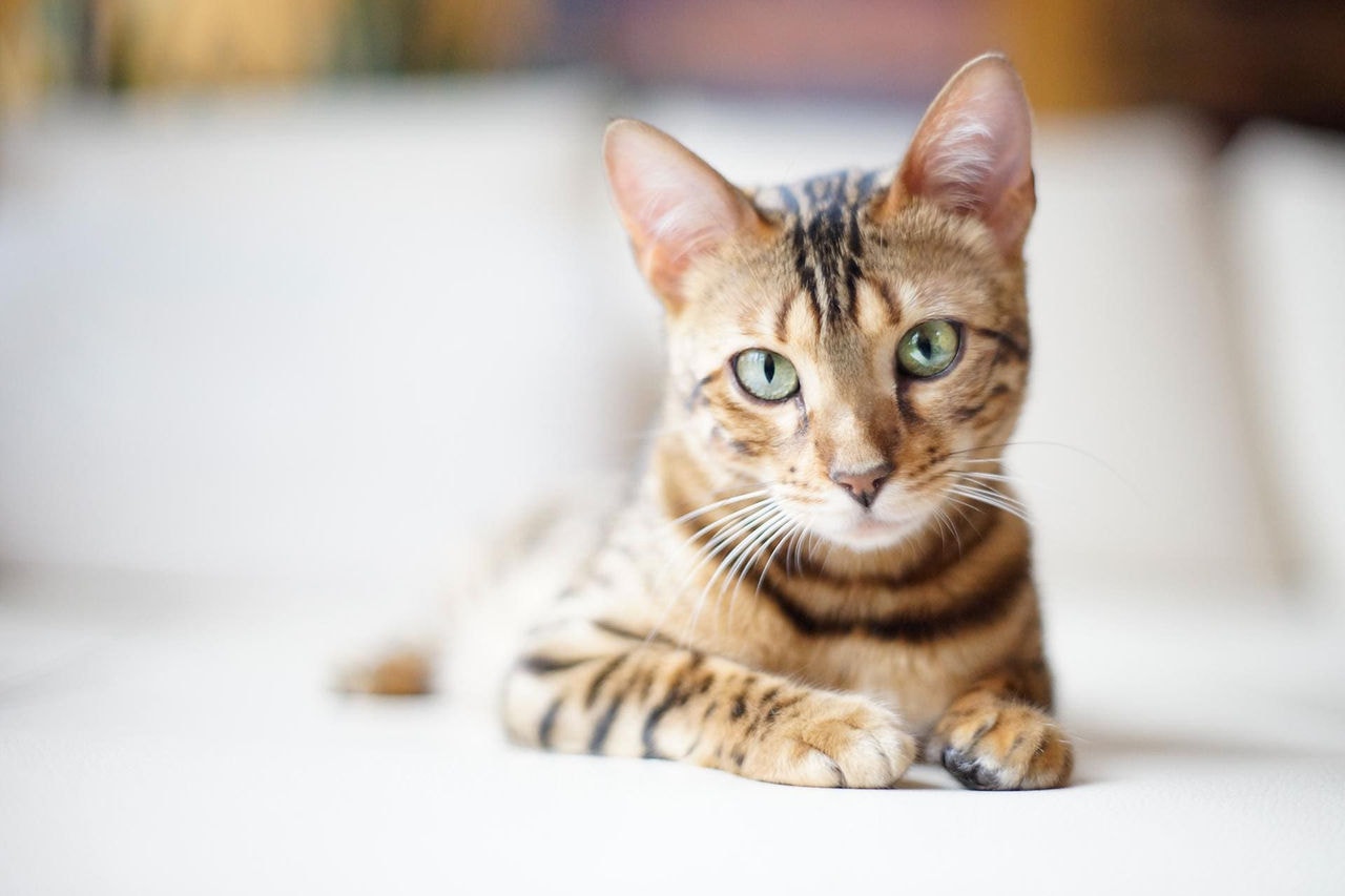 Otite gato