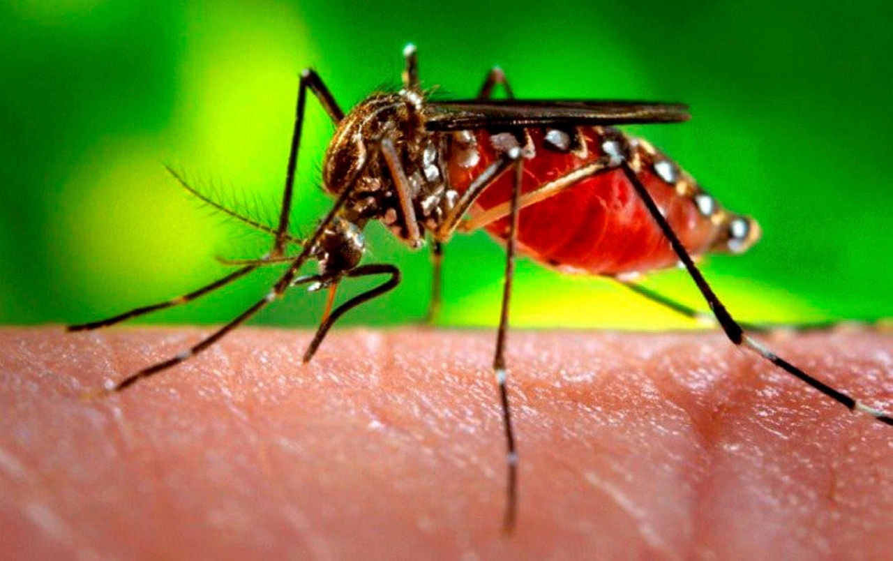 Mosquito Aedes aegypti