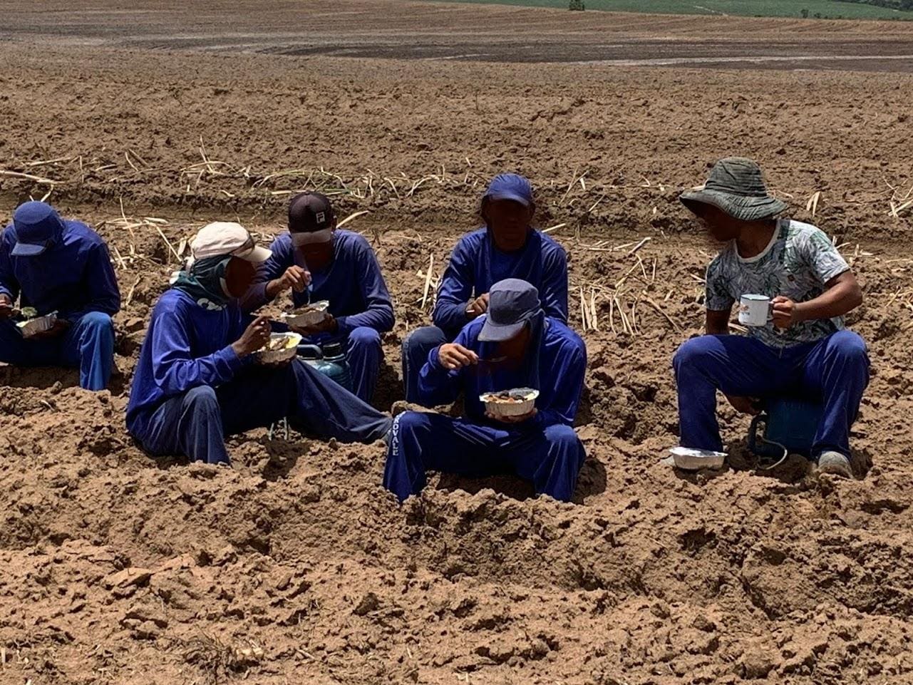 Trabalhadores resgatados em fazendas próximas a João Pinheiro eram obrigados a fazer as refeições no meio da plantação de cana de açúcar, debaixo de sol forte