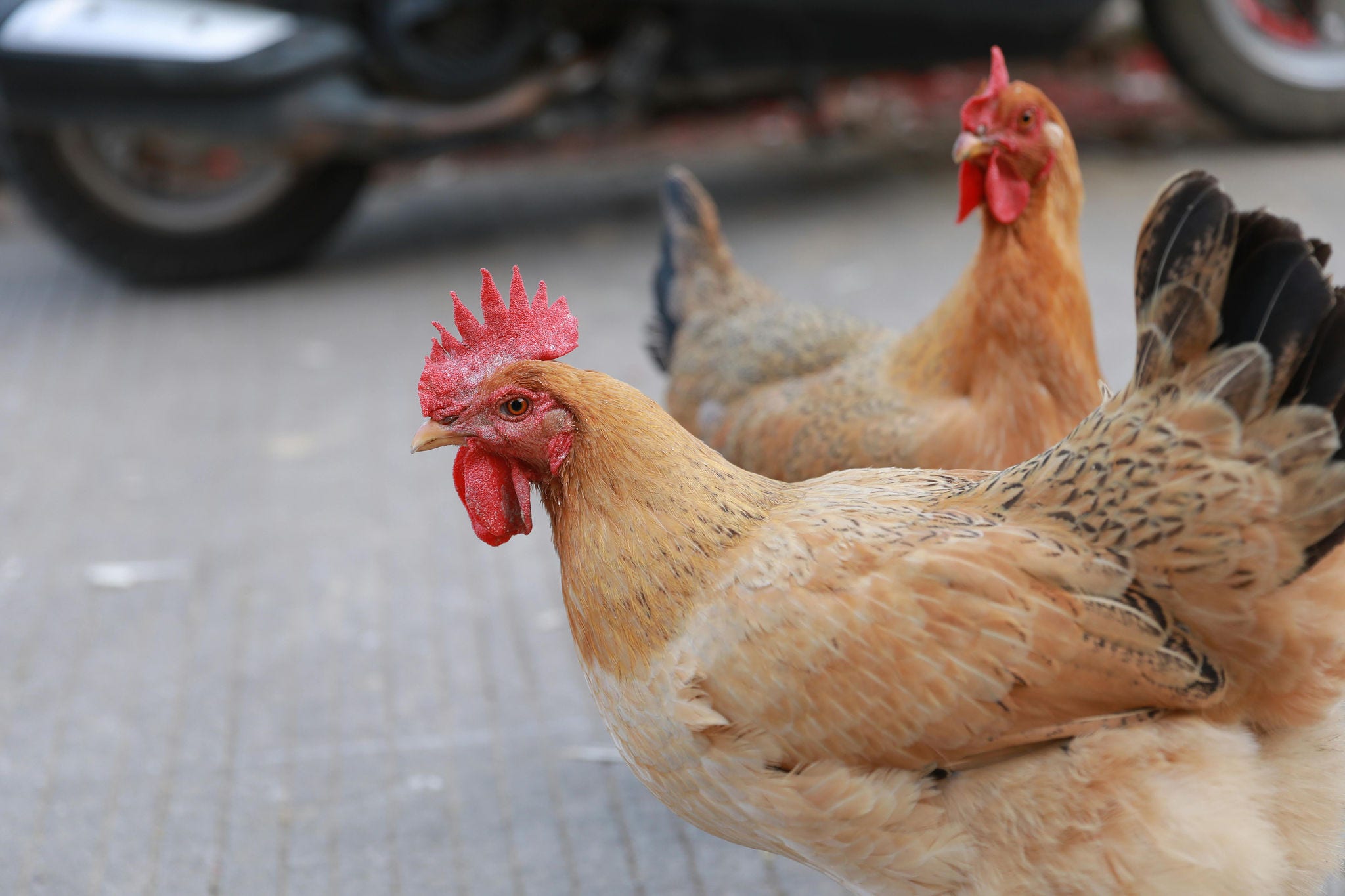 Acusada da agressão havia parado para animal atravessar, mas foi ultrapassada por outra motorista que atropelou a ave