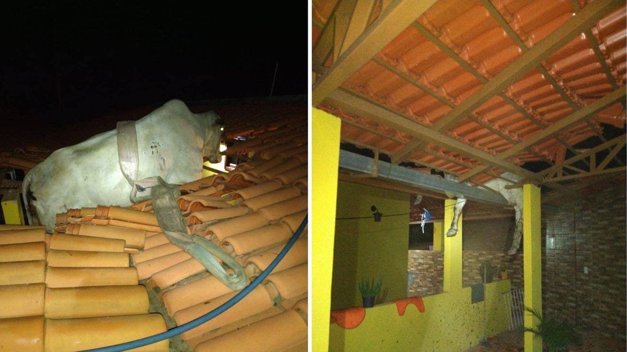 Vaca ficou presa em telhado