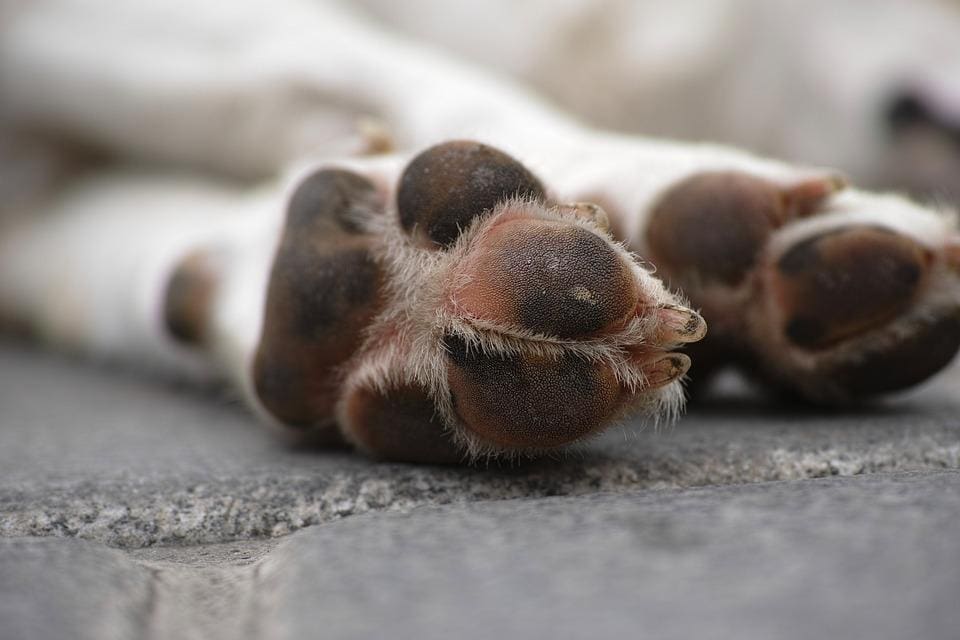 Imagem ilustrativa de patas de cachorro