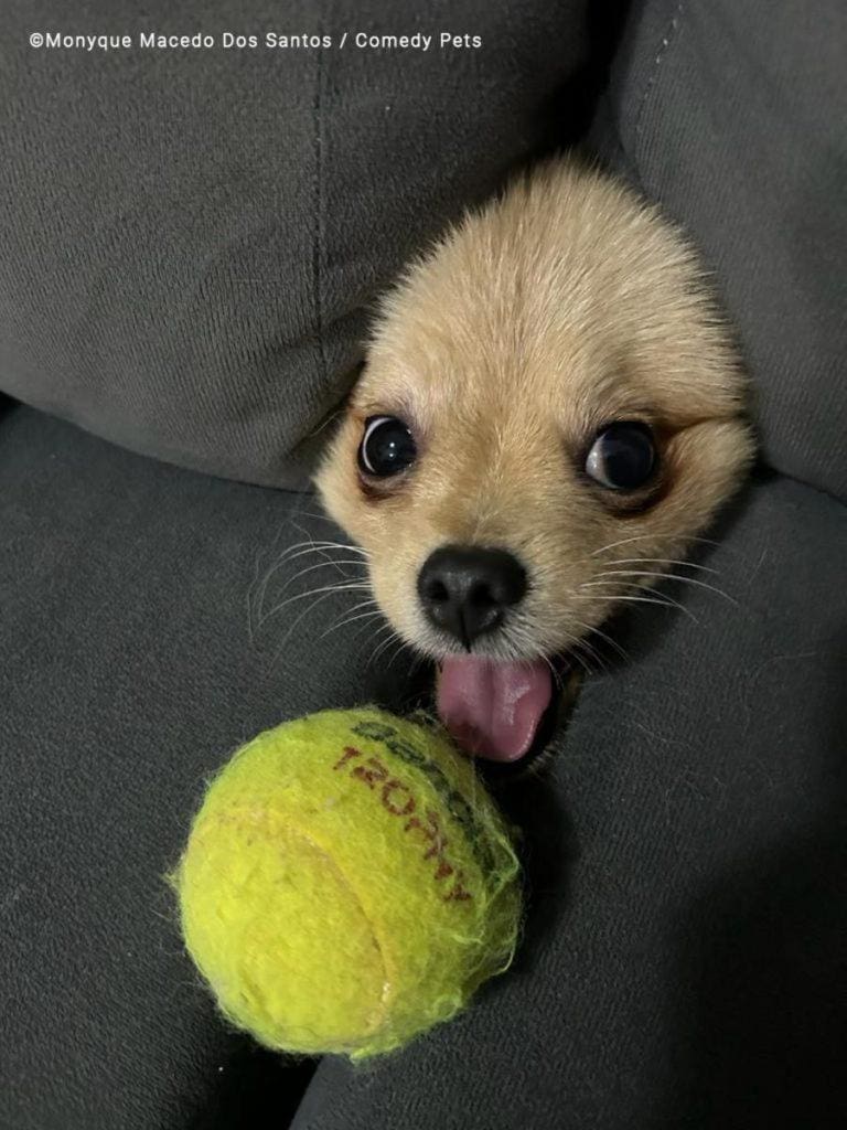 concurso de fotos engraçada de pets