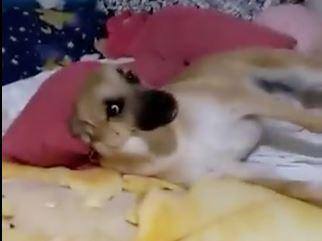 Chico