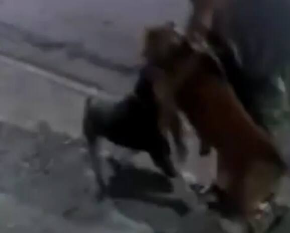 Cachorro foi atacado por pitbull