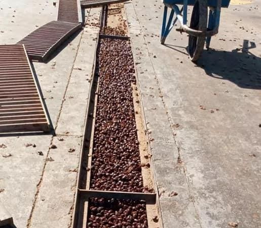 Milhões de besouros 'invadem' cidade na Argentina em meio à onda de calor