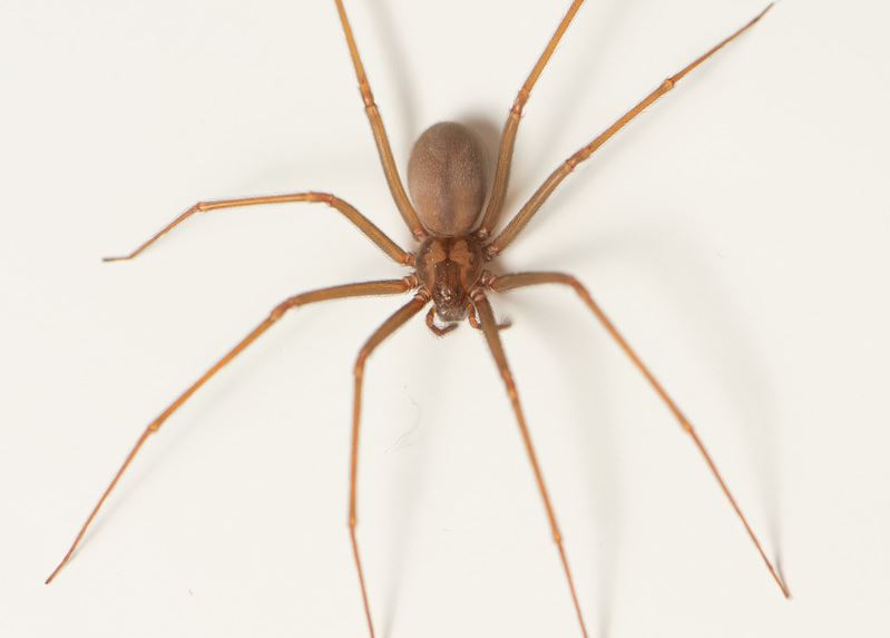 Picada da aranha-marrom pode levar a quadros graves de saúde e até à morte