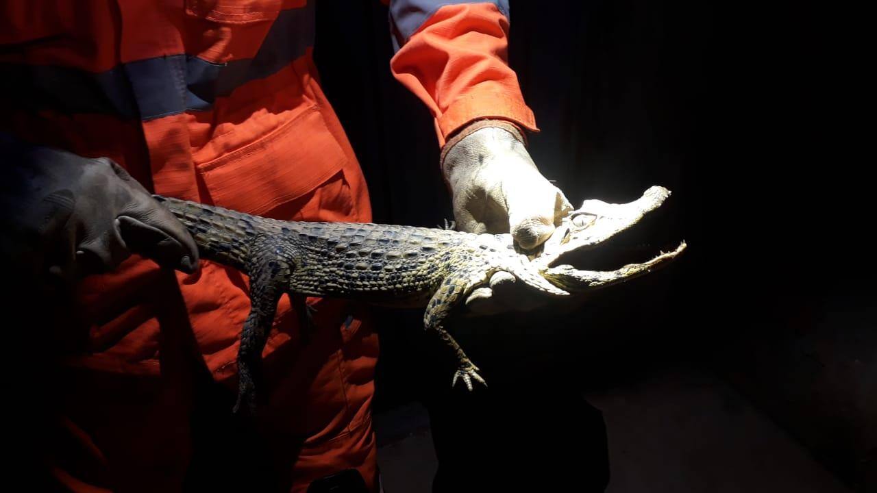 jacaré resgatado em quintal de casa em Montes Claros