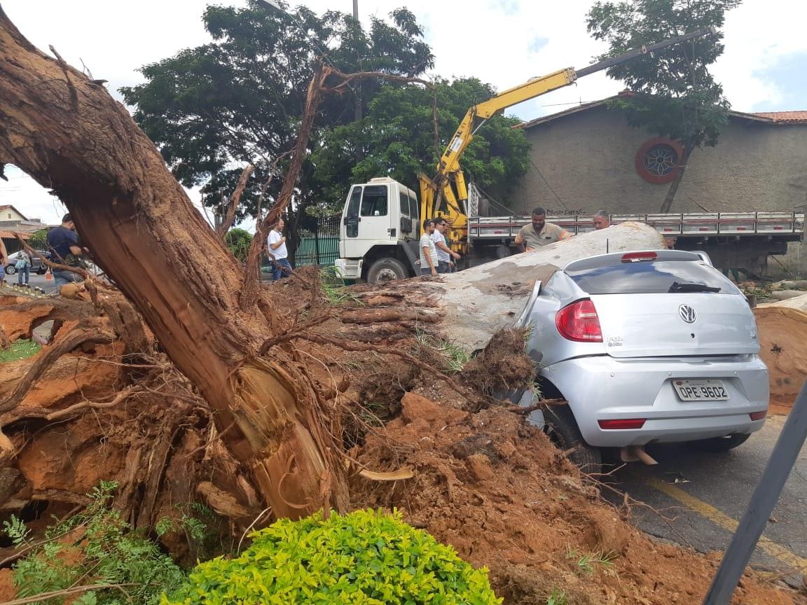 Carro esmagado por árvore