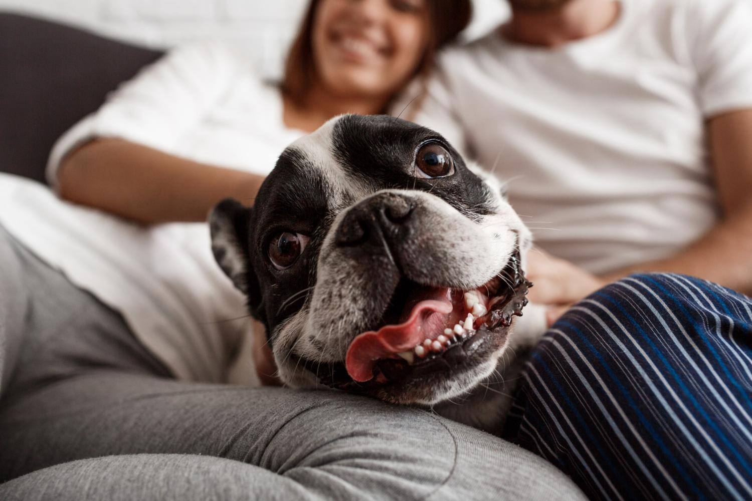 Legislação brasileira ainda não trata especificamente da 'guarda' dos pets em caso de separação