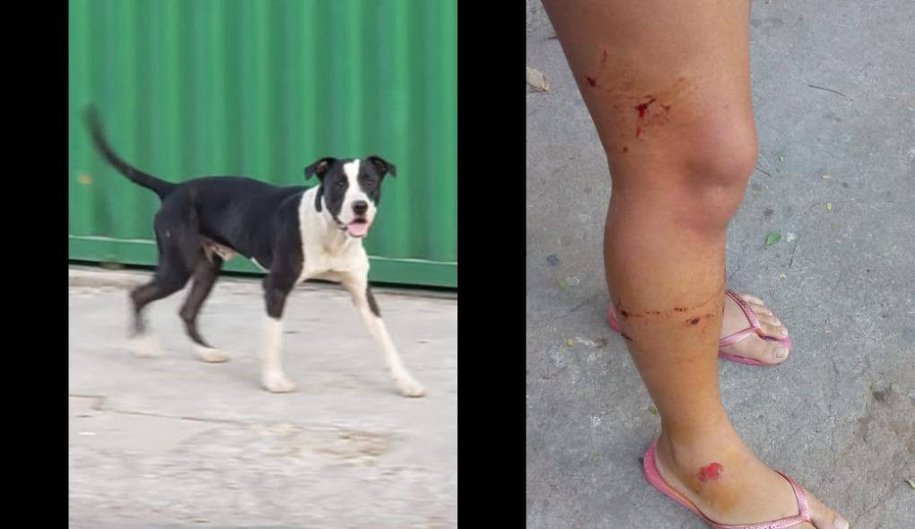 Cachorro coloca terror em alunos de Contagem