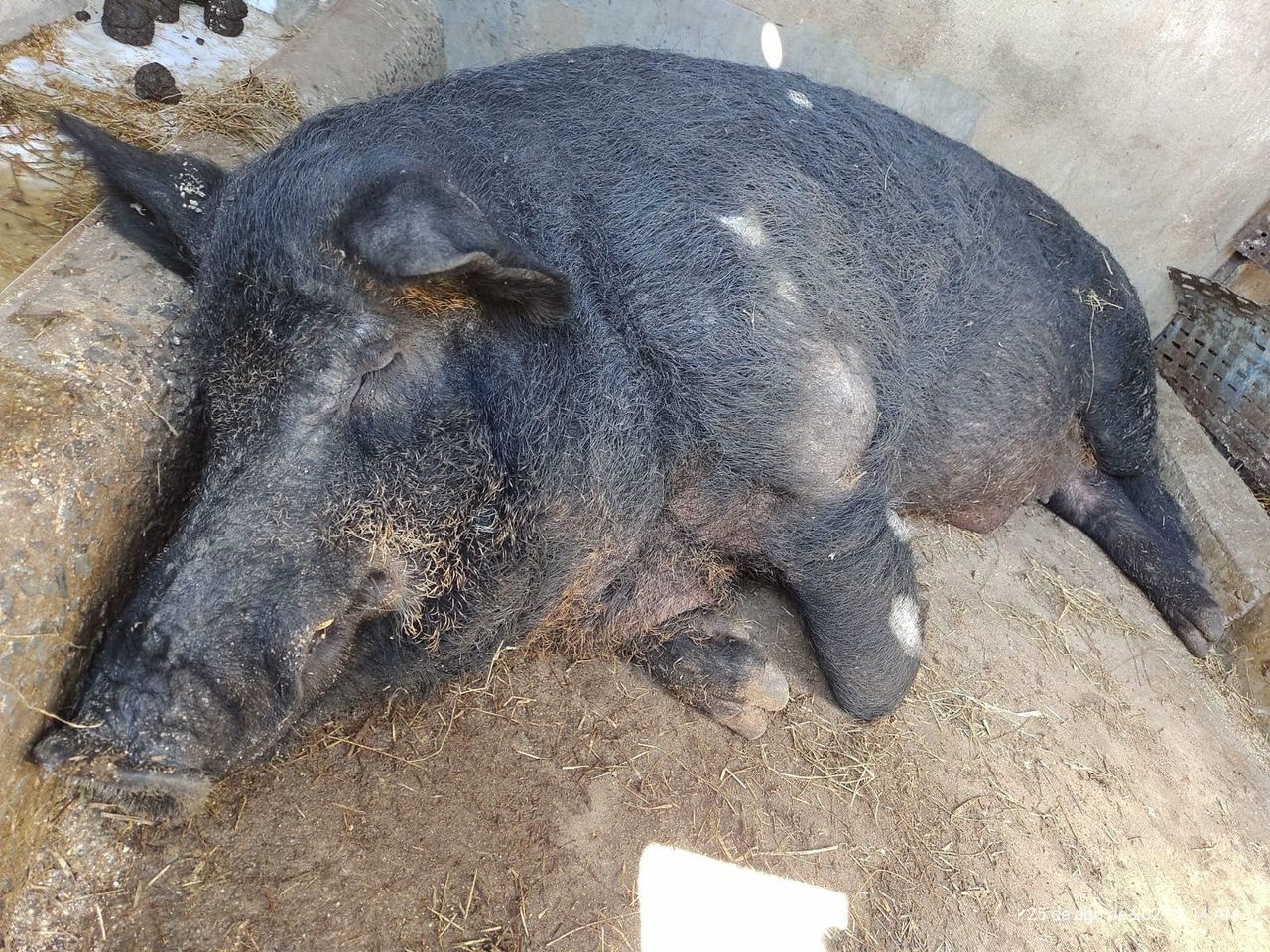 Javaporco encontrado no Norte de Minas