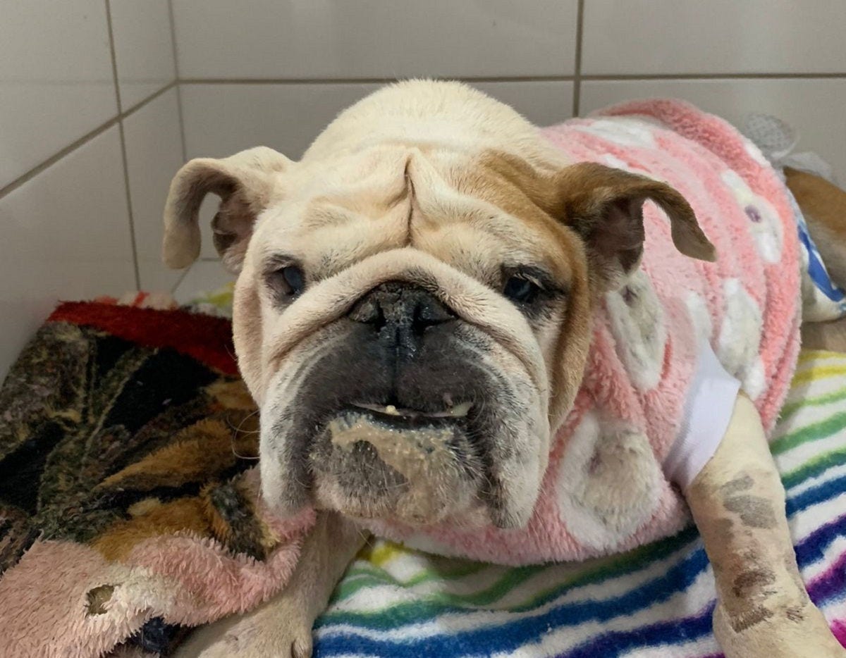 Cadela resgatada está sendo tratada em clínica veterinária