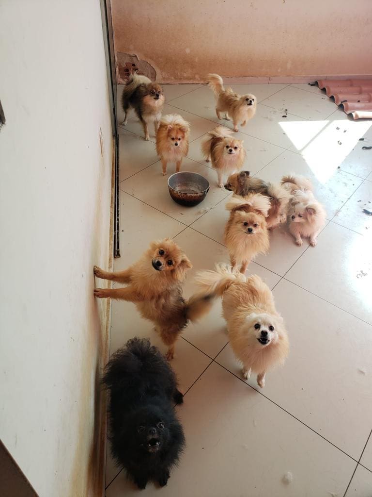 cachorros resgatados em canil clandestino no barreirojpeg