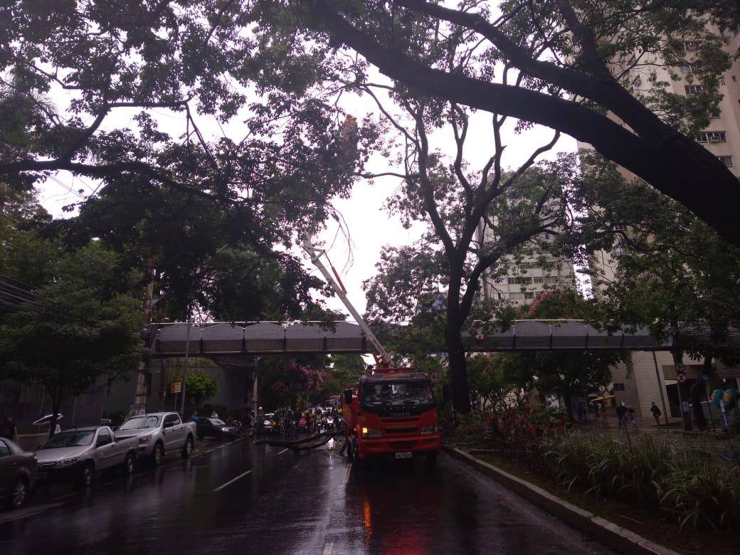 Raio derruba árvore na avenida do Contorno e interdita trânsito