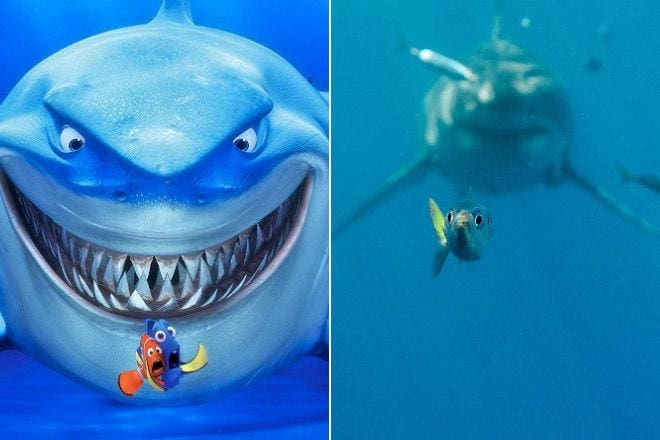 Peixinho na mira do predador faminto lembra o momento em que os personagens Marlin e Dory tentam evitar as mandíbulas de Bruce