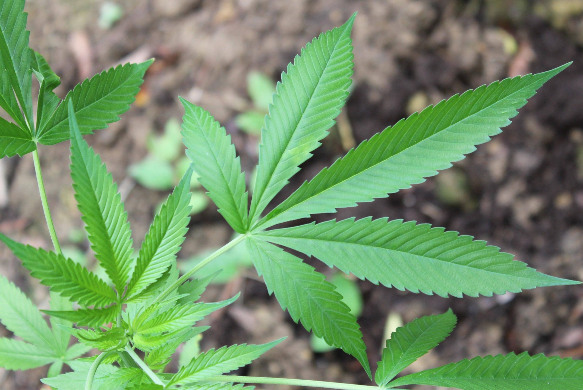 Maconha