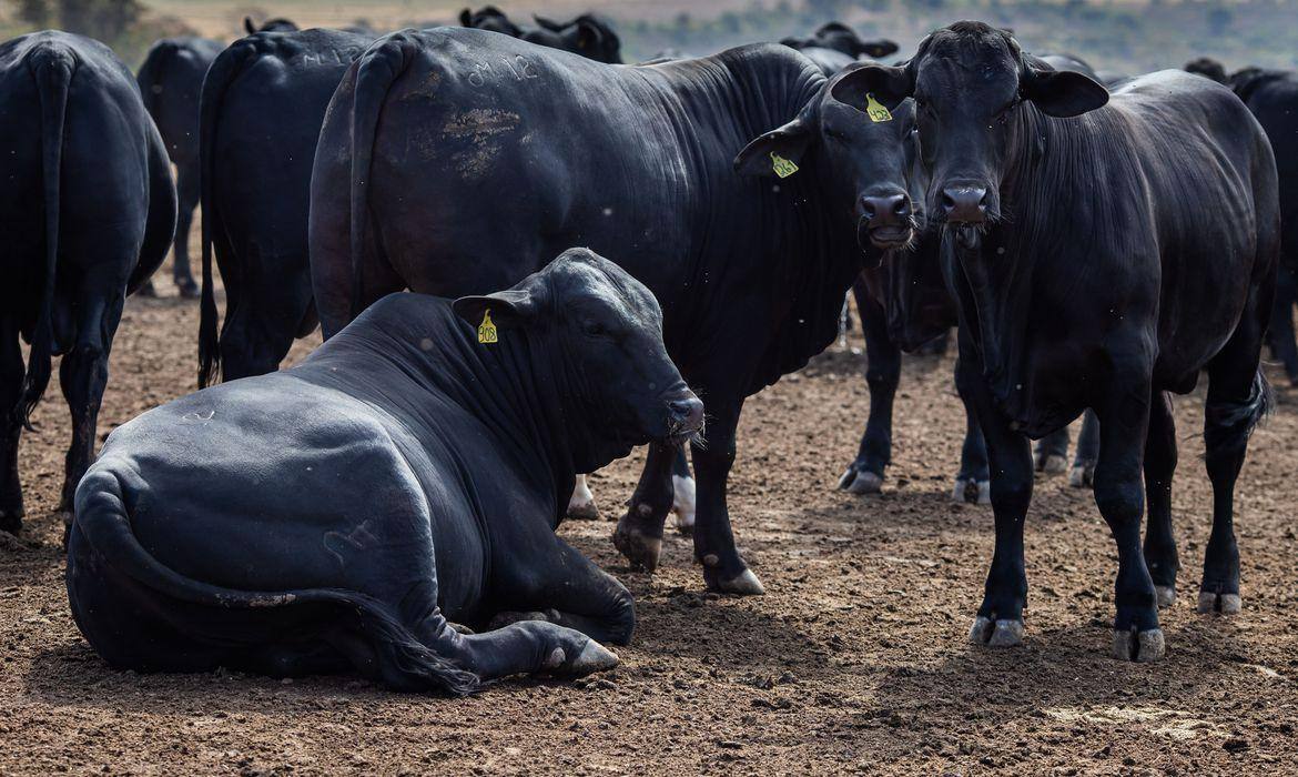 O Centro-Oeste é a principal região em participação de rebanho bovino no Brasil