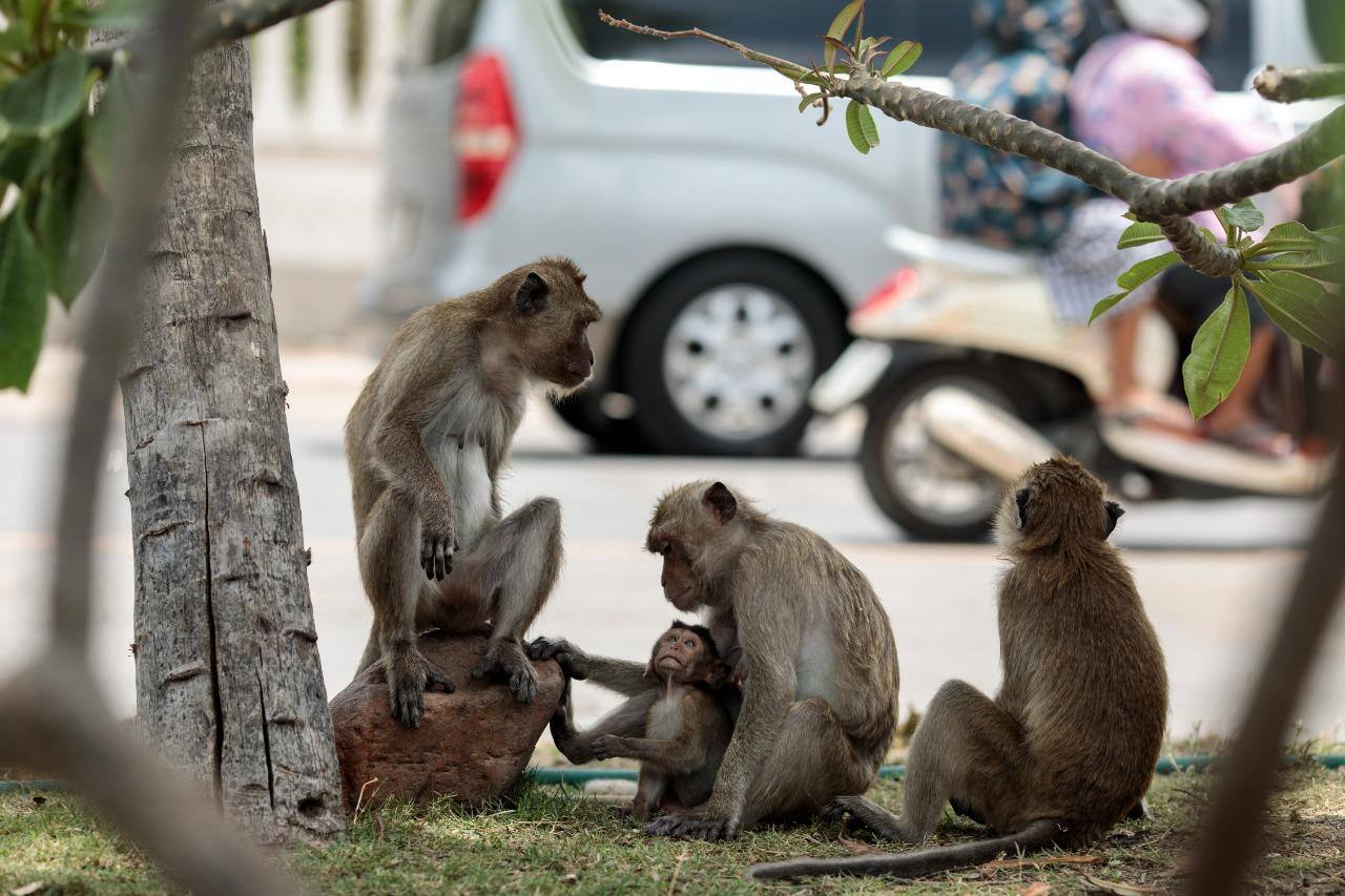  Macacos foram o alvos do "Rei da Tortura", acusado pelo Tribunal da Virgínia, nos Estados Unidos