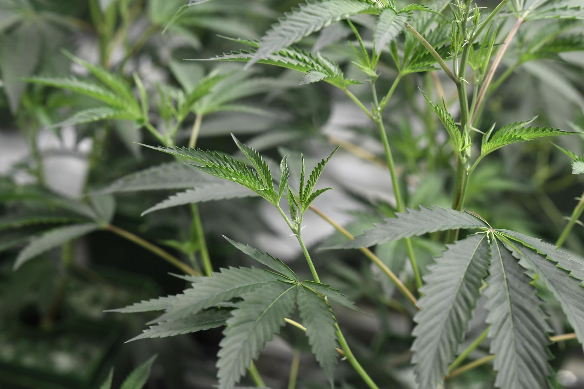 Planta de maconha