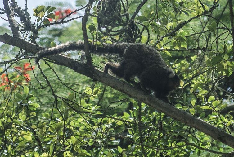 Segundo  pesquisadores,  o  vírus  da  zika  apareceu  originalmente  em  macacos  na  África  e,  esporadicamente,  saía  das  florestas  e  infectava  populações  humanas