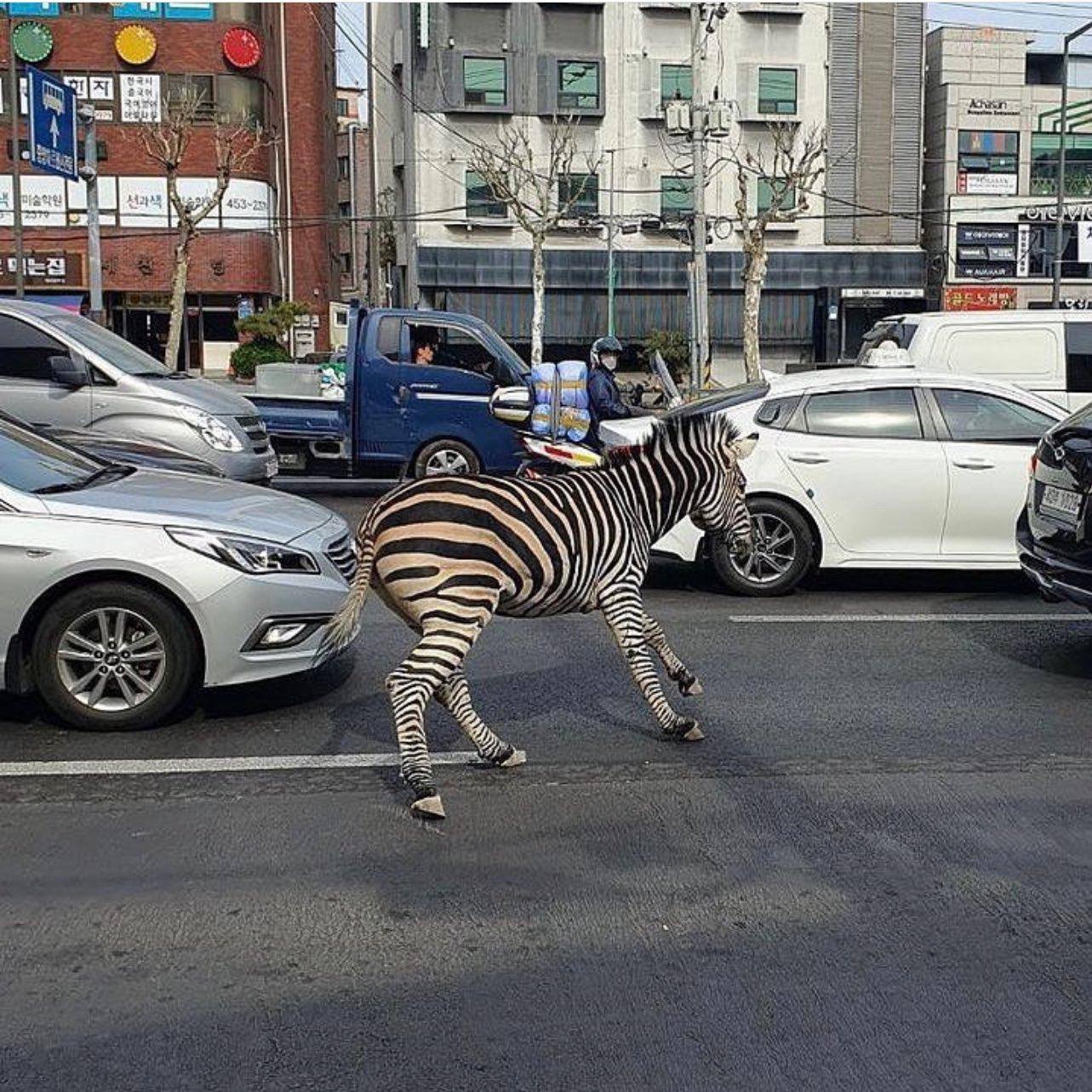 Zebra em fuga