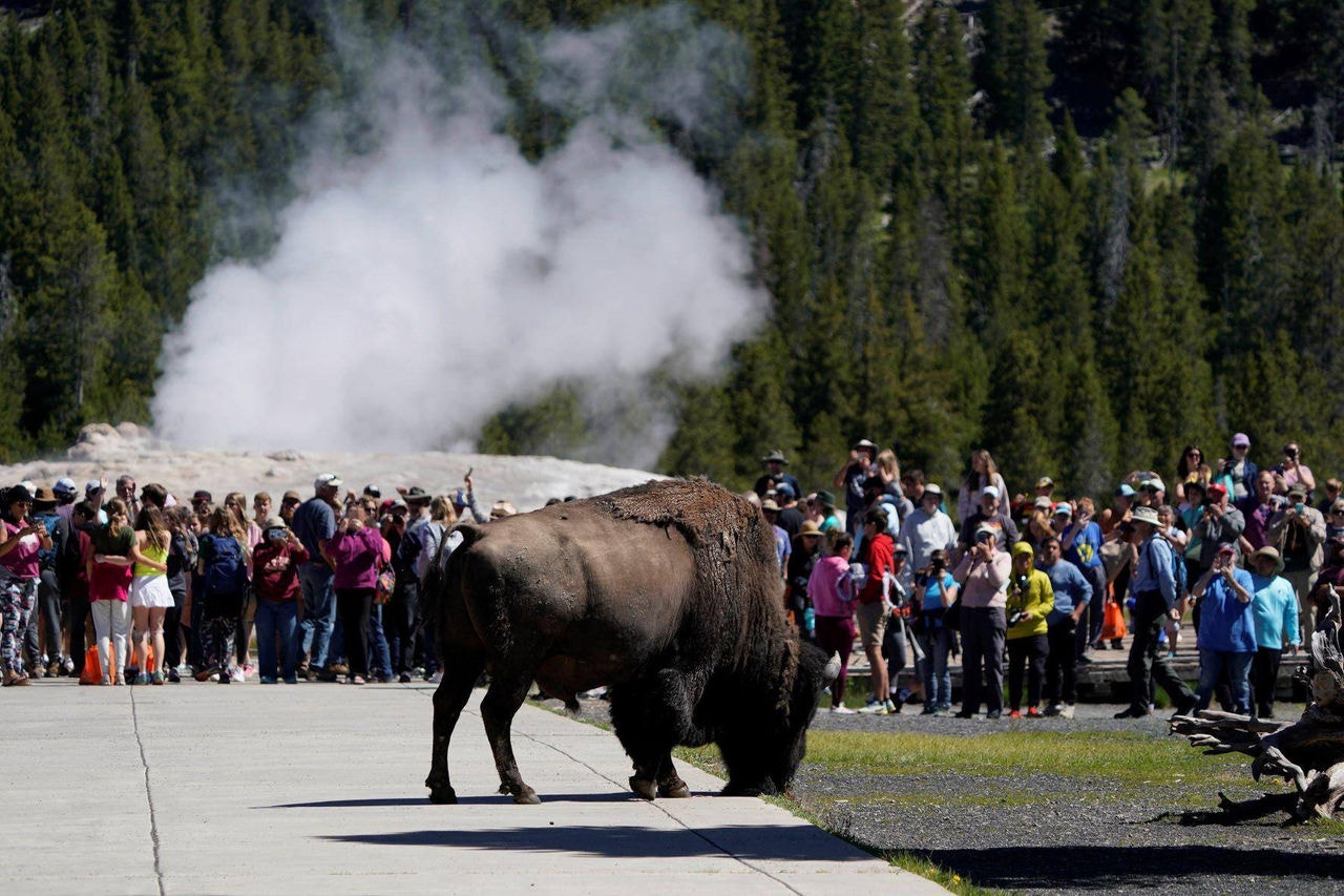 Registro do dia 22 de junho mostra um bisão próximo a turistas no Yellowstone National Park, em Wyoming