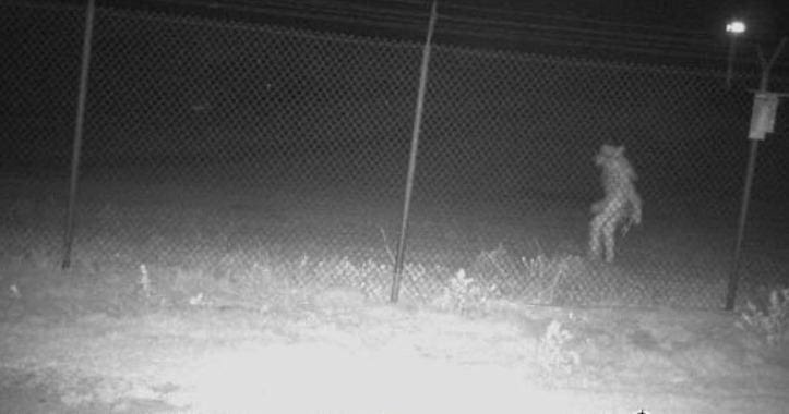 Criatura não-identificada foi vista nos arredores de zoológico