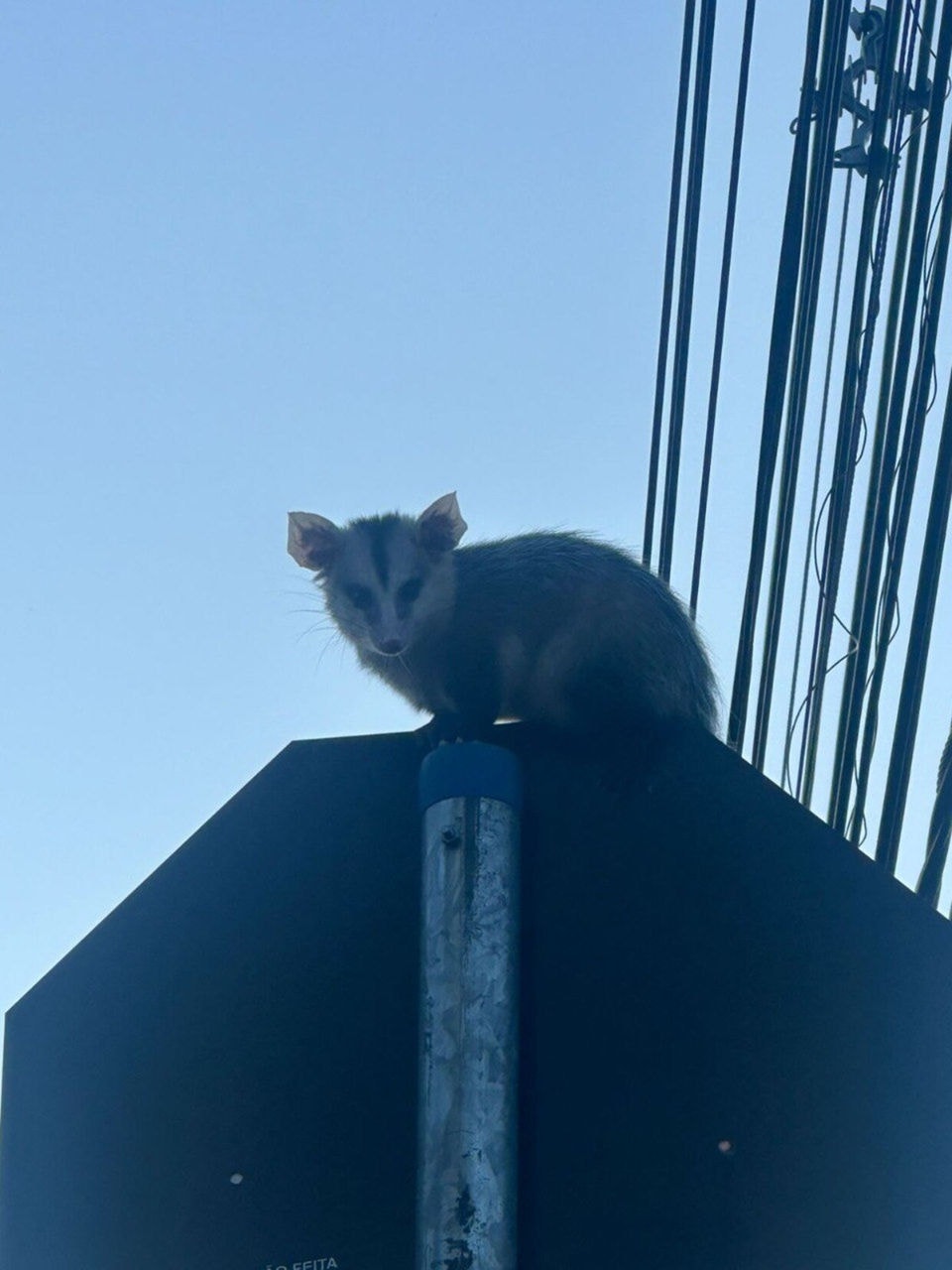 Gambá é resgatado ao ficar um dia em placa de trânsito de BH
