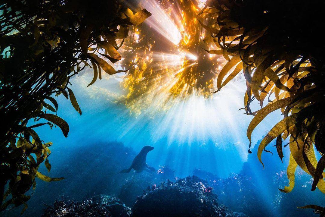 Imagem subaquática de um leão-marinho da Califórnia (Zalophus californianus) tirada pelo fotógrafo Tyler Schiffman foi a vencedora