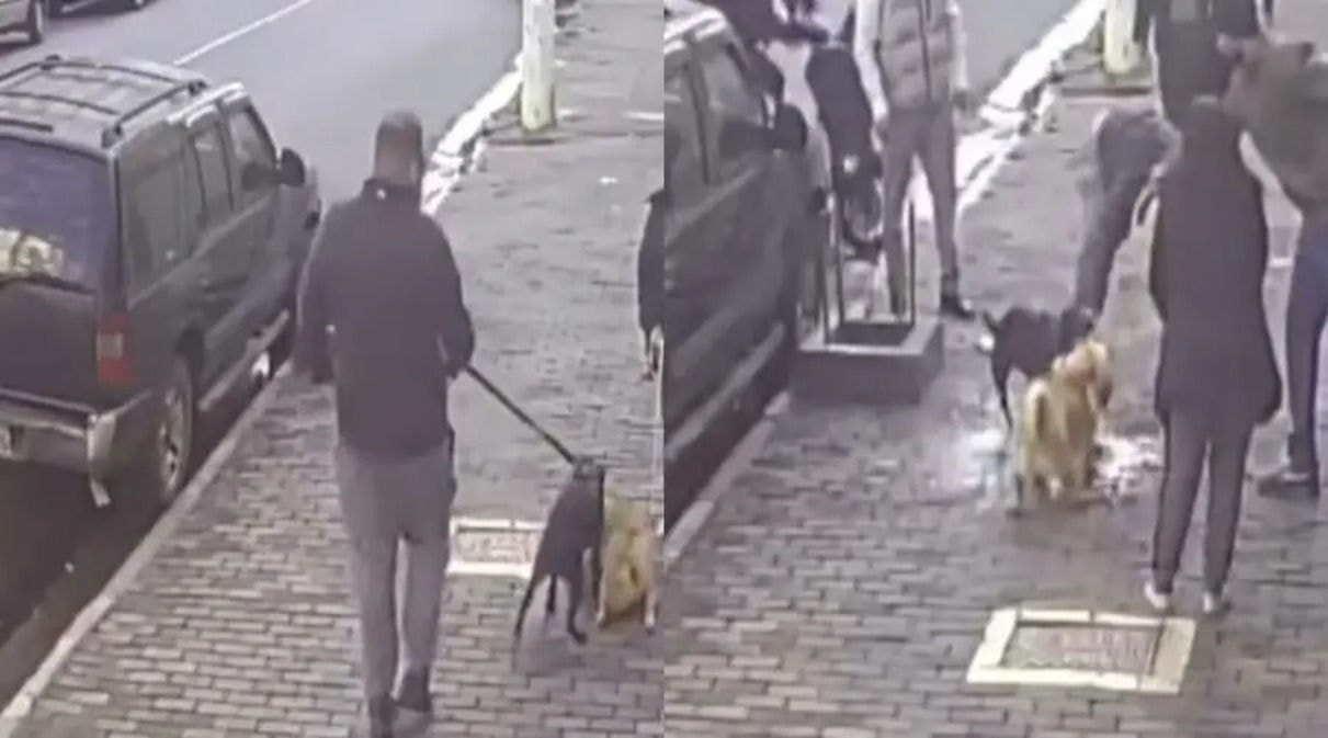 Tutor do pitbull chegou a cair no chão na tentativa de conter animal 