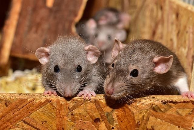 Nova York busca ‘caça ratos’ e paga R$ R$ 887 mil a profissional do extermínio