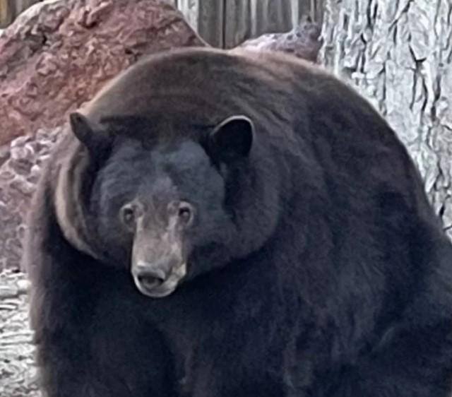 Urso EUA Hank the tank