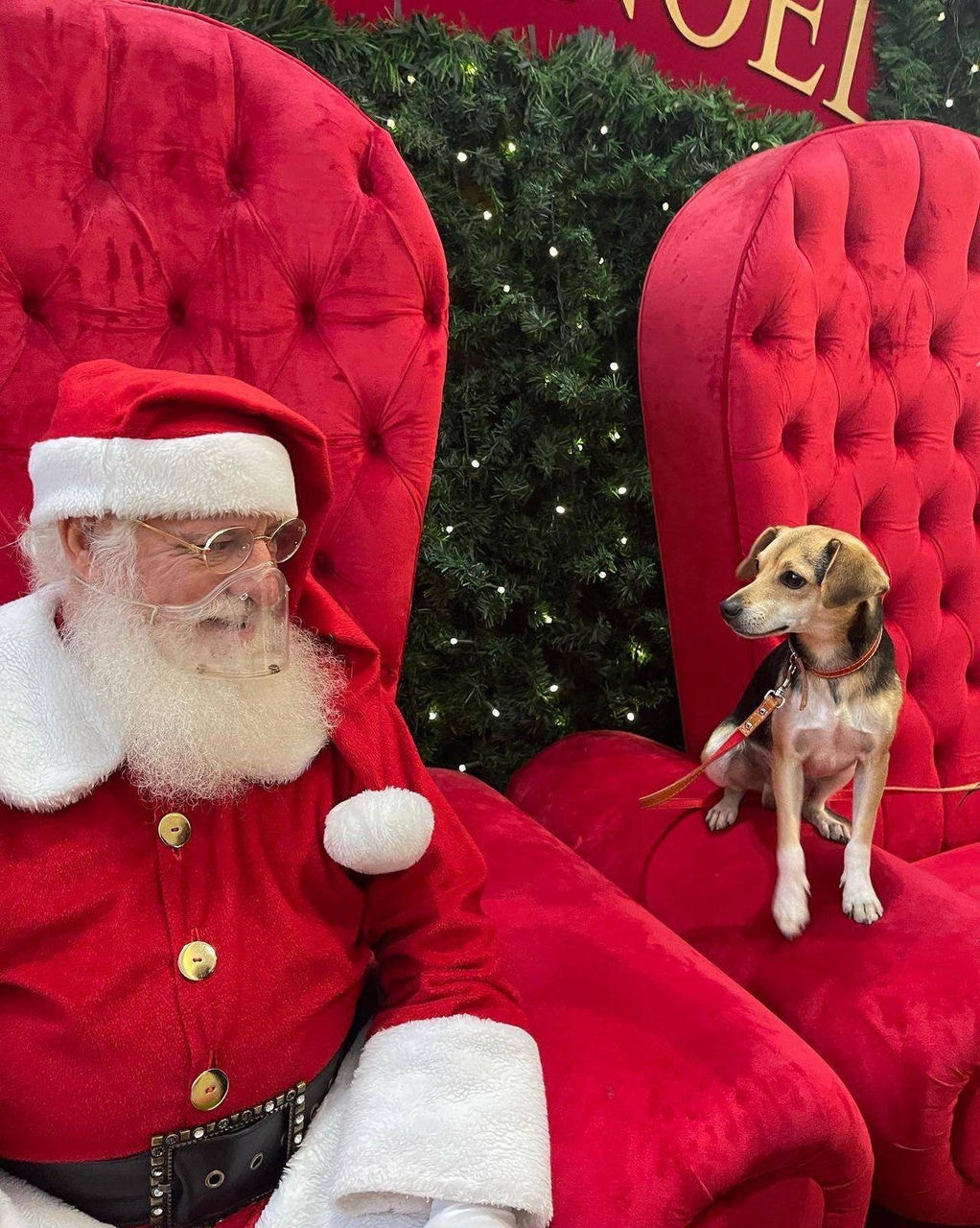 Cachorro foge de casa e vai para shopping