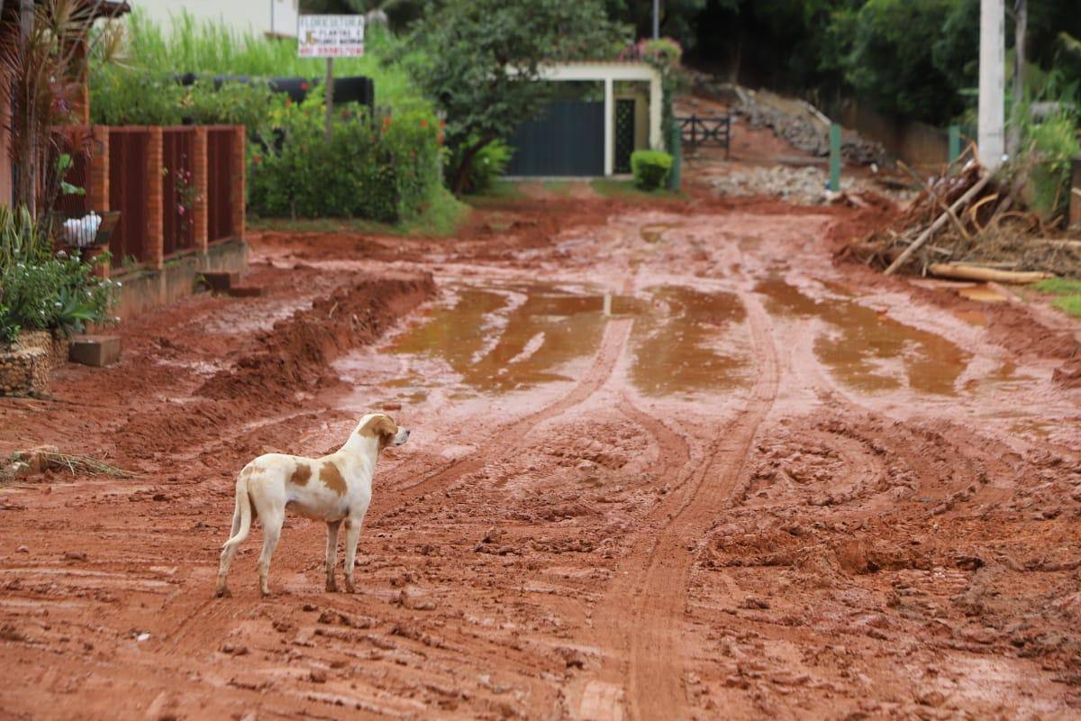 Voluntários trabalharam no resgate de animais em Santa Maria de Itabira
