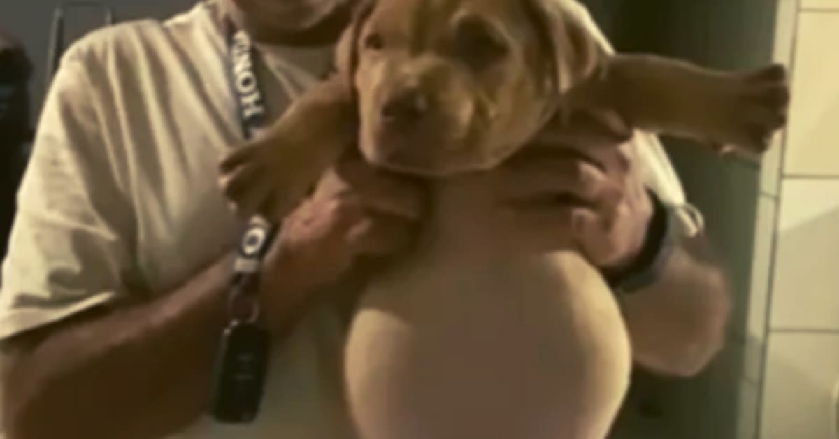 Depois de 'furtar' o saco de ração, filhe de pitbull ficou com a barriga enorme de tanto comer