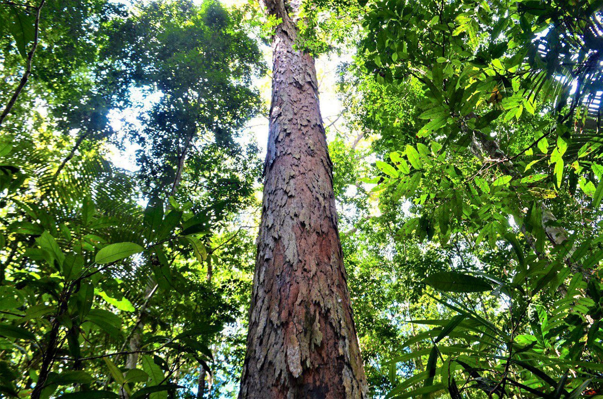 amazonia