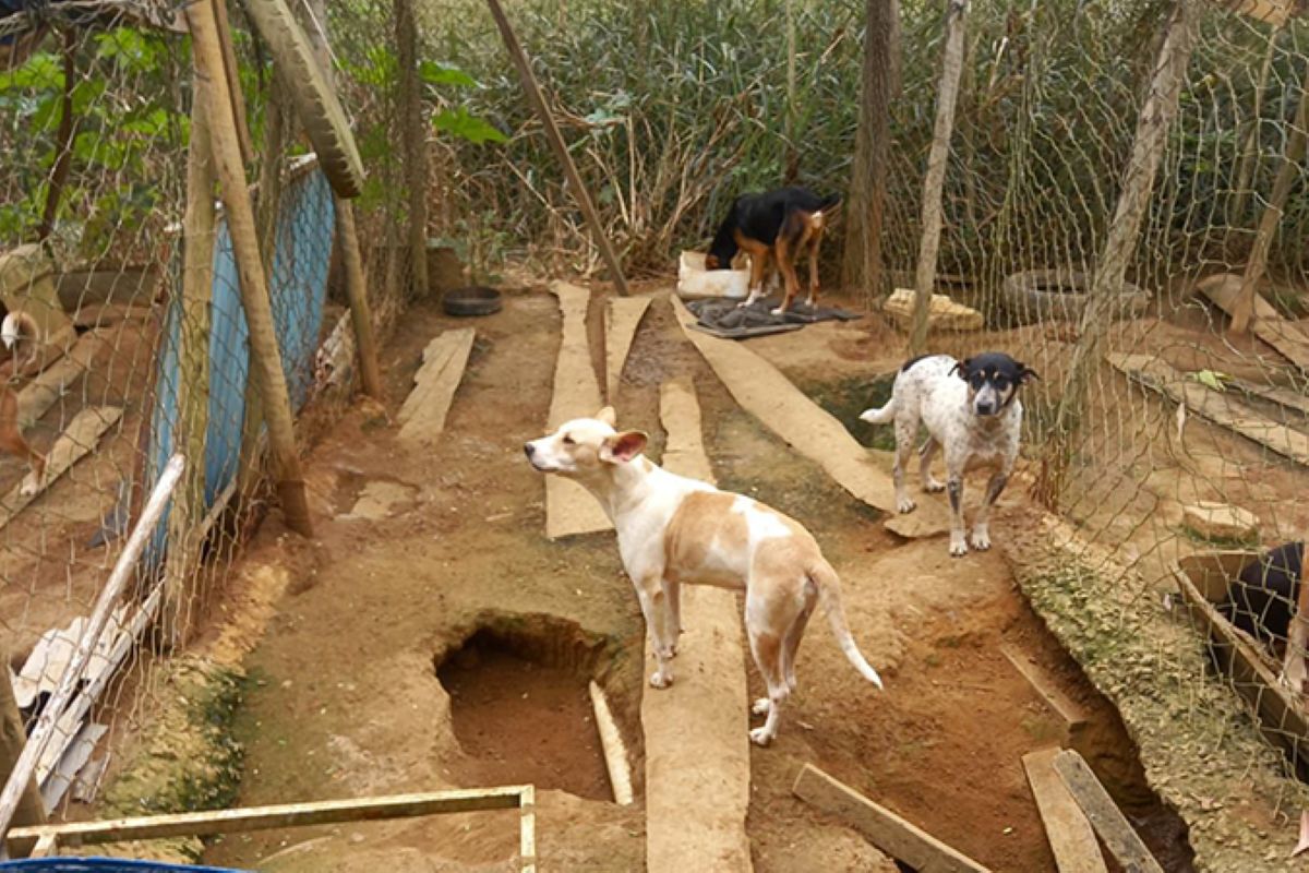 Cães são encontrados em situação de maus-tratos em MG 