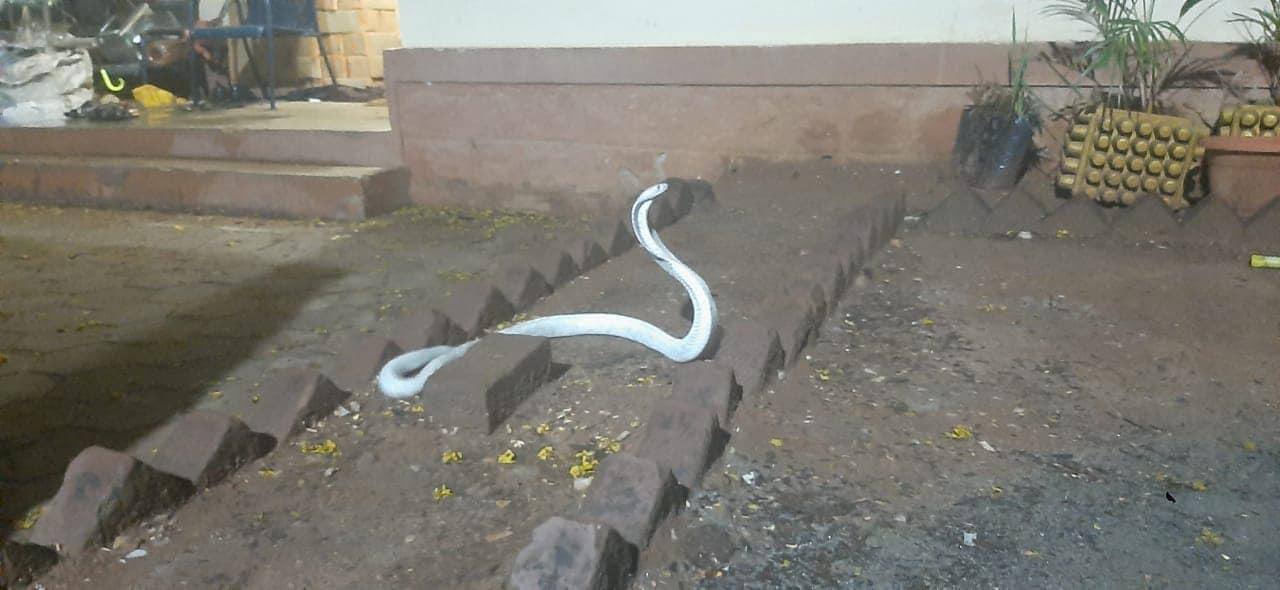 Cobra albina