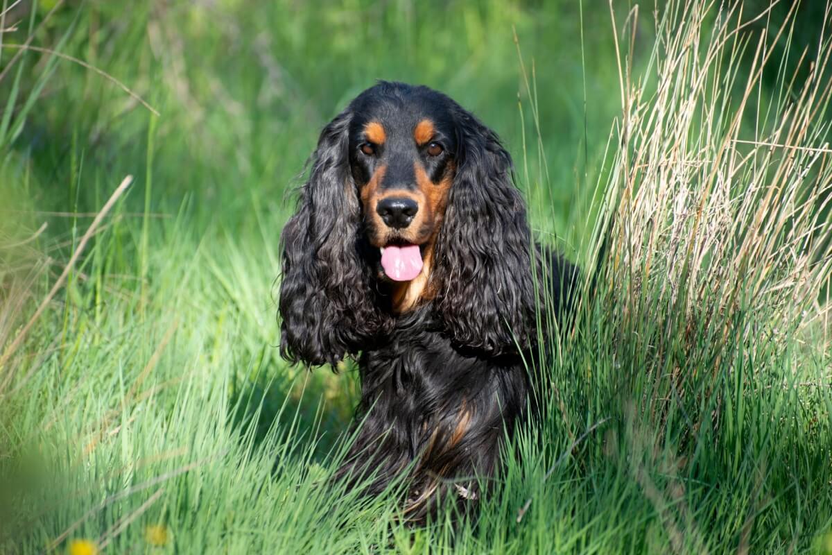 Algumas raças de cachorro se destacam pelo tamanho das orelhas