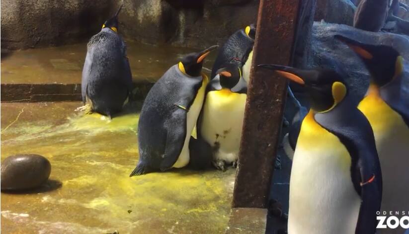 Pinguins roubam filhote e ganham ovo em zoológico