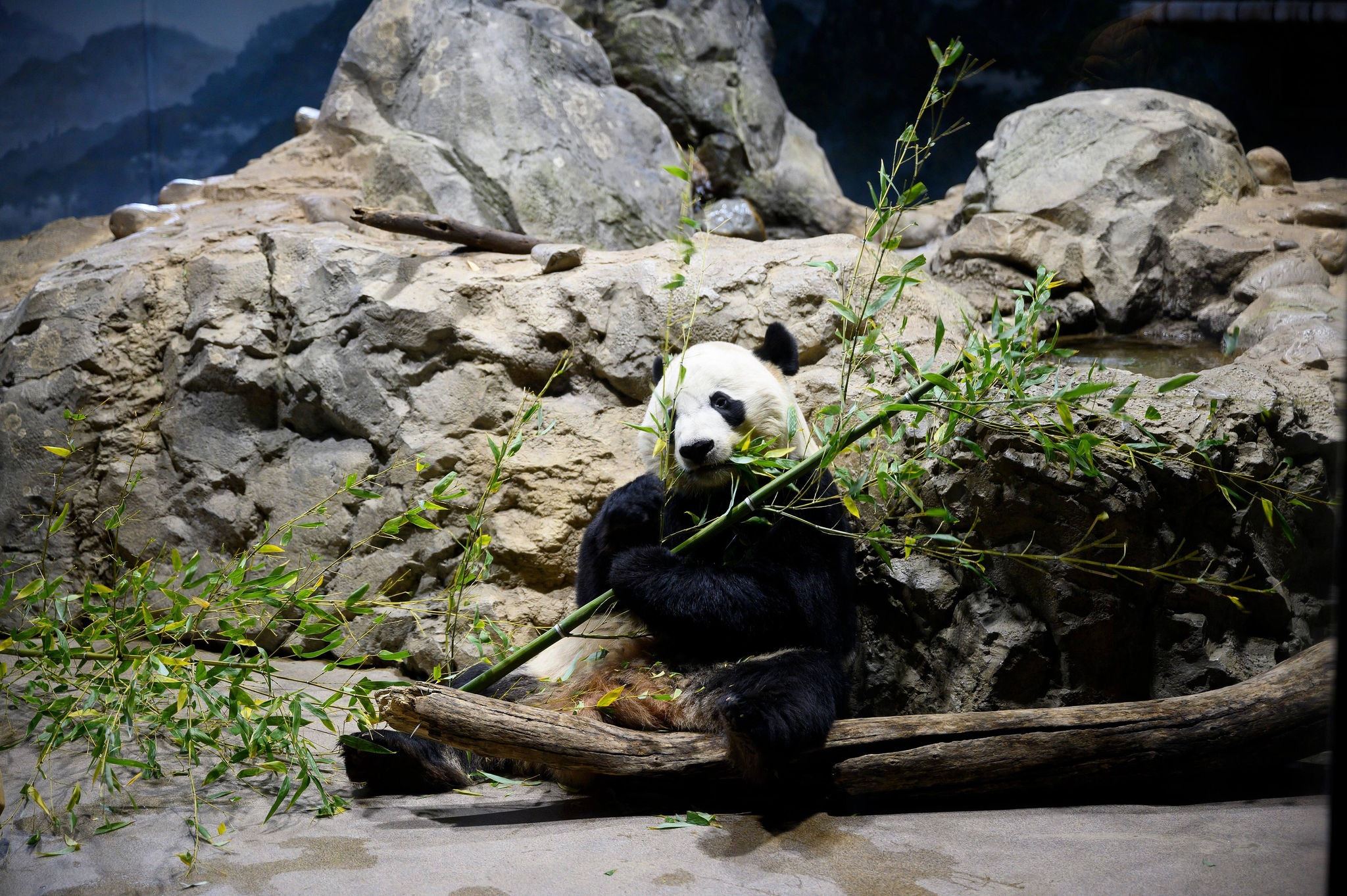Jovem panda